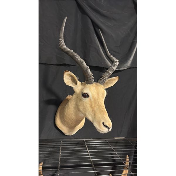 TAXIDERMY SHOULDER MOUNT OF AN IMPALA