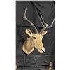Image 1 : TAXIDERMY SHOULDER MOUNT OF AN IMPALA