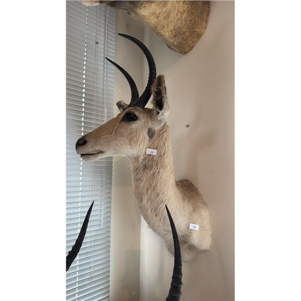 AFRICAN SOUTHERN REEDBUCK SHOULDER MOUNT