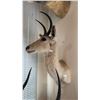 Image 1 : AFRICAN SOUTHERN REEDBUCK SHOULDER MOUNT