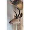 Image 2 : AFRICAN SOUTHERN REEDBUCK SHOULDER MOUNT