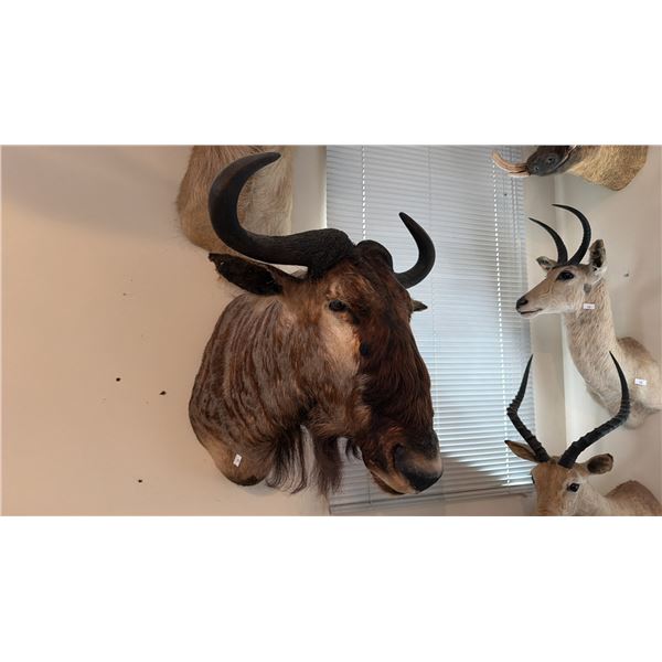 AFRICAN WILDEBEEST SHOULDER MOUNT