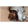 Image 1 : AFRICAN WILDEBEEST SHOULDER MOUNT