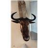 Image 2 : AFRICAN WILDEBEEST SHOULDER MOUNT