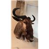 Image 3 : AFRICAN WILDEBEEST SHOULDER MOUNT