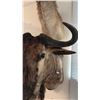 Image 4 : AFRICAN WILDEBEEST SHOULDER MOUNT