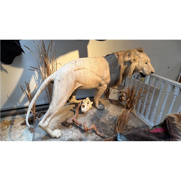 FULL BODY TAXIDERMY LION ON STAND WITH LION SKULL
