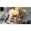 Image 1 : FULL BODY TAXIDERMY LION ON STAND WITH LION SKULL