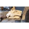 Image 2 : FULL BODY TAXIDERMY LION ON STAND WITH LION SKULL