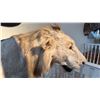 Image 3 : FULL BODY TAXIDERMY LION ON STAND WITH LION SKULL
