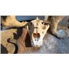 Image 5 : FULL BODY TAXIDERMY LION ON STAND WITH LION SKULL
