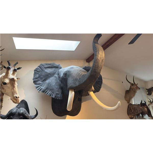 VERY LARGE SHOULDER MOUNT TAXIDERMY ELEPHANT WITH REPRODUCTION TUSKS WITH PAPERWORK