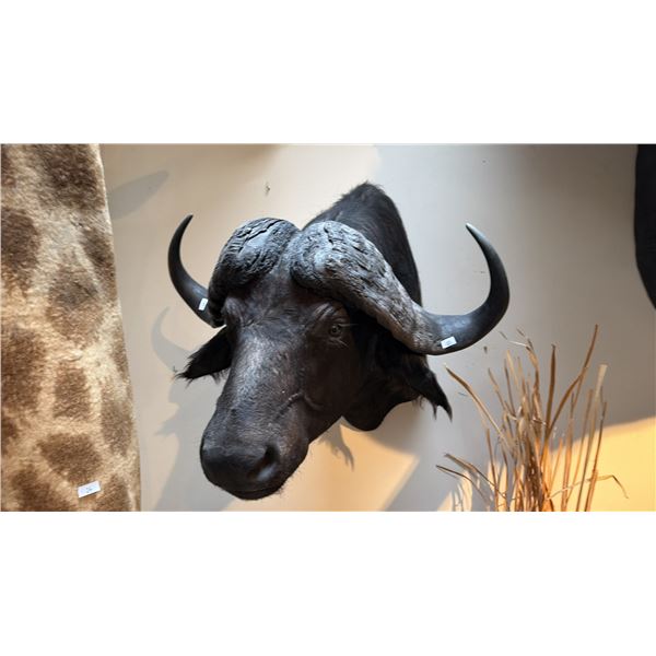 AFRICAN CAPE BUFFALO SHOULDER MOUNT