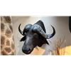 Image 1 : AFRICAN CAPE BUFFALO SHOULDER MOUNT