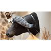 Image 2 : AFRICAN CAPE BUFFALO SHOULDER MOUNT
