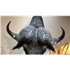 Image 3 : AFRICAN CAPE BUFFALO SHOULDER MOUNT