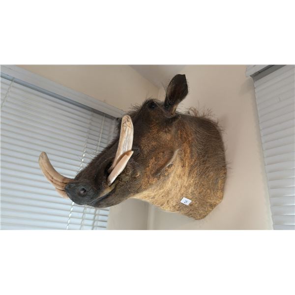 WARTHOG TAXIDERMY SHOULDER MOUNT
