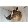 Image 1 : WARTHOG TAXIDERMY SHOULDER MOUNT