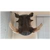 Image 2 : WARTHOG TAXIDERMY SHOULDER MOUNT