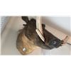 Image 3 : WARTHOG TAXIDERMY SHOULDER MOUNT