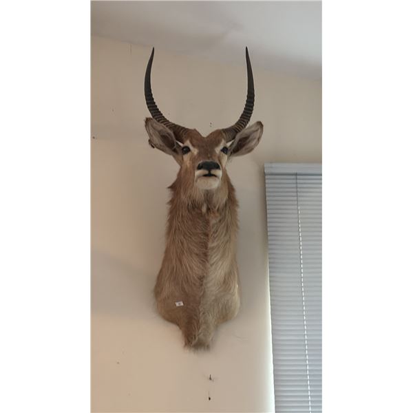 TAXIDERMY SHOULDER MOUNT OF AN AFRICAN WATERBUCK