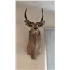 Image 1 : TAXIDERMY SHOULDER MOUNT OF AN AFRICAN WATERBUCK
