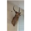 Image 2 : TAXIDERMY SHOULDER MOUNT OF AN AFRICAN WATERBUCK