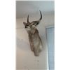 Image 3 : TAXIDERMY SHOULDER MOUNT OF AN AFRICAN WATERBUCK