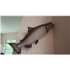 Image 1 : TAXIDERMY SALMON