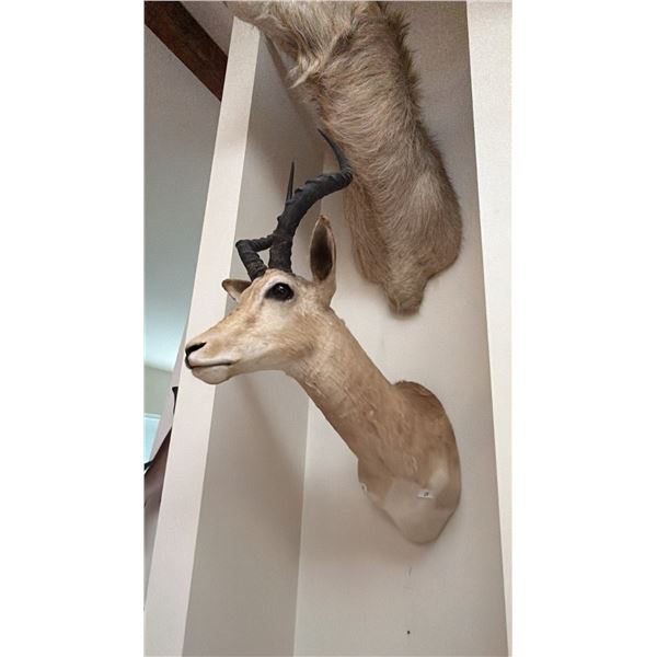 AFRICAN IMPALA TAXIDERMY SHOULDER MOUNT
