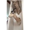 Image 1 : AFRICAN IMPALA TAXIDERMY SHOULDER MOUNT
