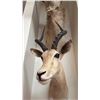 Image 2 : AFRICAN IMPALA TAXIDERMY SHOULDER MOUNT