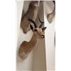 Image 3 : AFRICAN IMPALA TAXIDERMY SHOULDER MOUNT