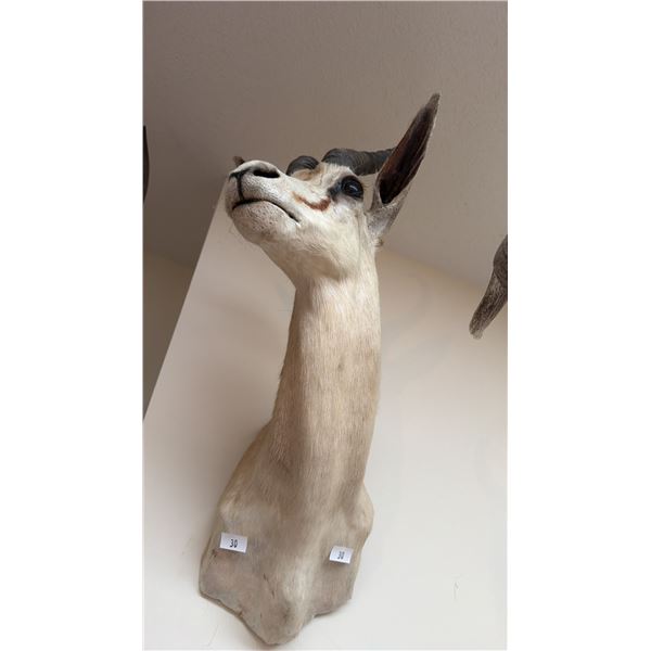 AFRICAN SPRINGBOK ANTELOPE TAXIDERMY SHOULDER MOUNT