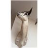 Image 1 : AFRICAN SPRINGBOK ANTELOPE TAXIDERMY SHOULDER MOUNT