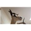 Image 2 : AFRICAN SPRINGBOK ANTELOPE TAXIDERMY SHOULDER MOUNT
