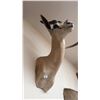 Image 3 : AFRICAN SPRINGBOK ANTELOPE TAXIDERMY SHOULDER MOUNT