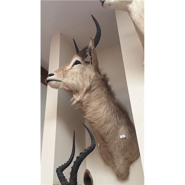 TAXIDERMY SHOULDER MOUNT REEDBUCK