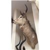 Image 1 : TAXIDERMY SHOULDER MOUNT REEDBUCK