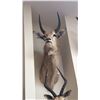 Image 2 : TAXIDERMY SHOULDER MOUNT REEDBUCK