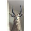 Image 3 : TAXIDERMY SHOULDER MOUNT REEDBUCK