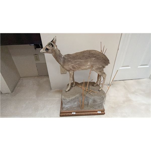 TAXIDERMY FULL MOUNT OF A  DIK DIK