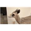 Image 2 : TAXIDERMY FULL MOUNT OF A  DIK DIK