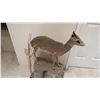 Image 3 : TAXIDERMY FULL MOUNT OF A  DIK DIK