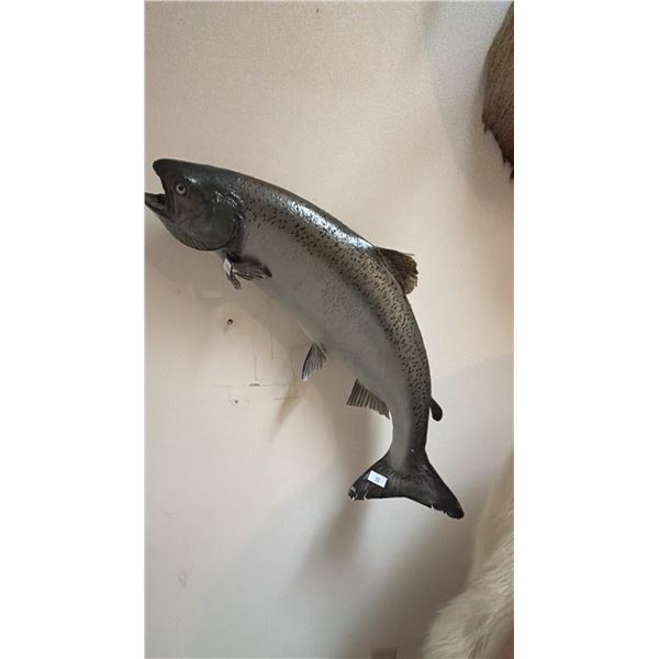 TAXIDERMY SALMON