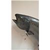 Image 3 : TAXIDERMY SALMON