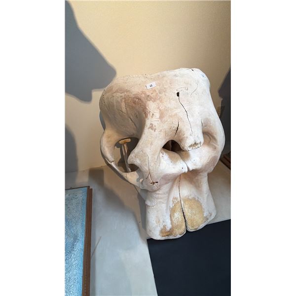 ELEPHANT SKULL WITH PAPERWORK