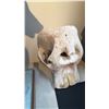 Image 1 : ELEPHANT SKULL WITH PAPERWORK