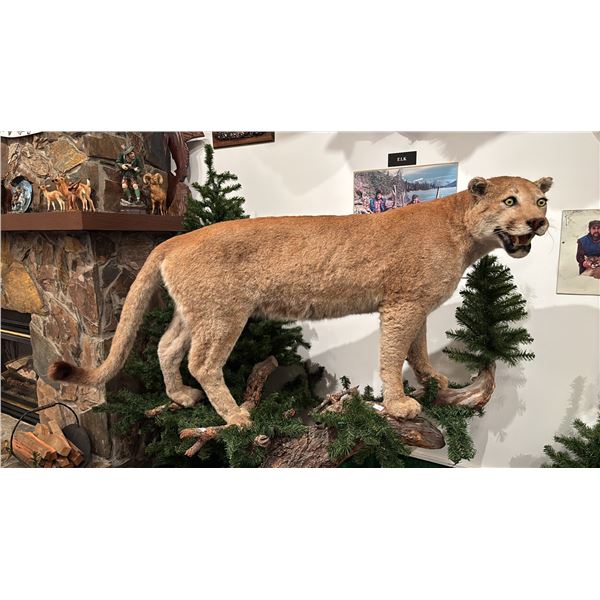TAXIDERMIED FULL BODY COUGAR MOUNT