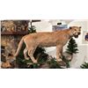 Image 1 : TAXIDERMIED FULL BODY COUGAR MOUNT WITH PAPERWORK